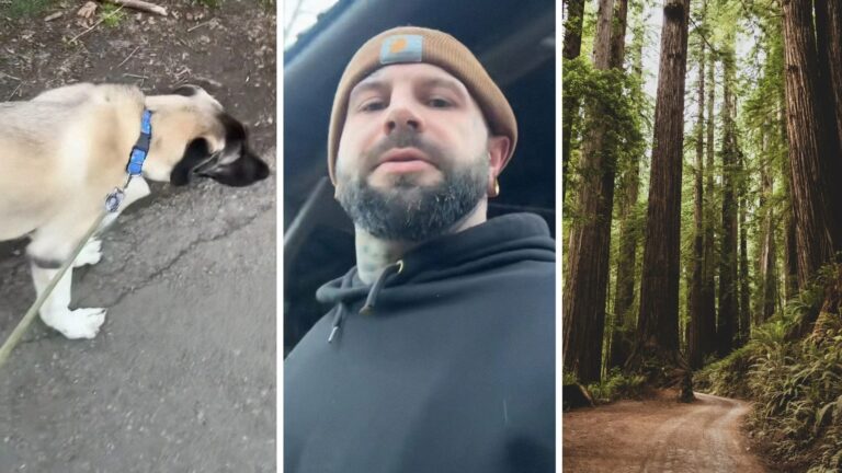 Man hikes deep into California redwood forest. Then he spotted