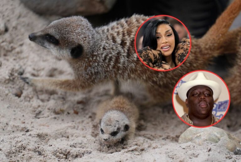 Meerkats named after Cardi B and Biggie welcome fifth litter